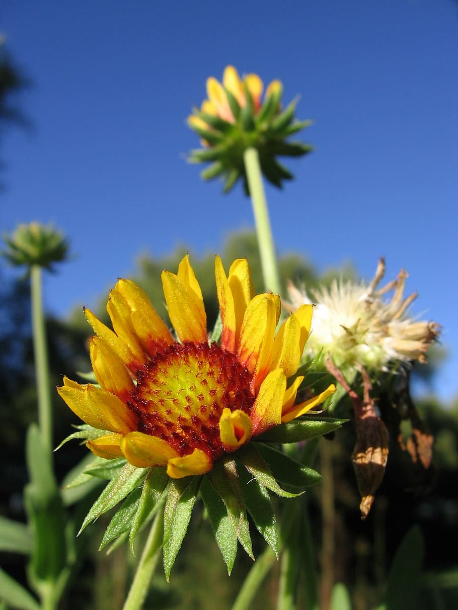 flower, yellow, red, sky, yellow flowers, nature, spring, garden HD wallpaper