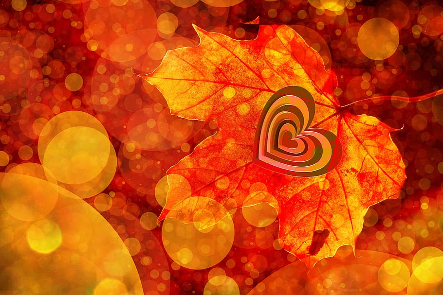 maple leaf, bokeh, heart, autumn, leaves, golden autumn, love HD wallpaper