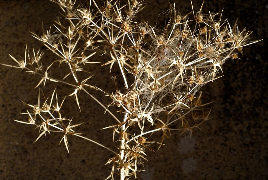 plant, dry, thistle, spines, web, close-up, nature, fragility HD wallpaper
