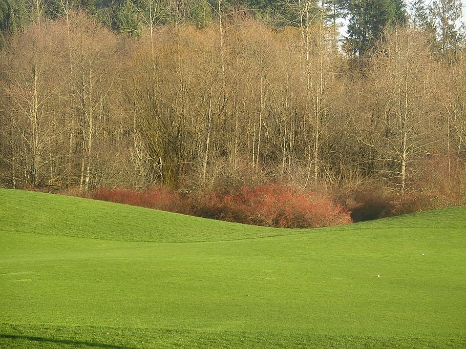 golf course, fairway, golfing, green, trees, meadow, field HD wallpaper