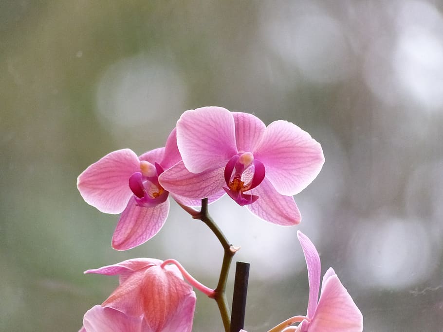 orchid, blossom, bloom, flower, close up, red white, violet HD wallpaper