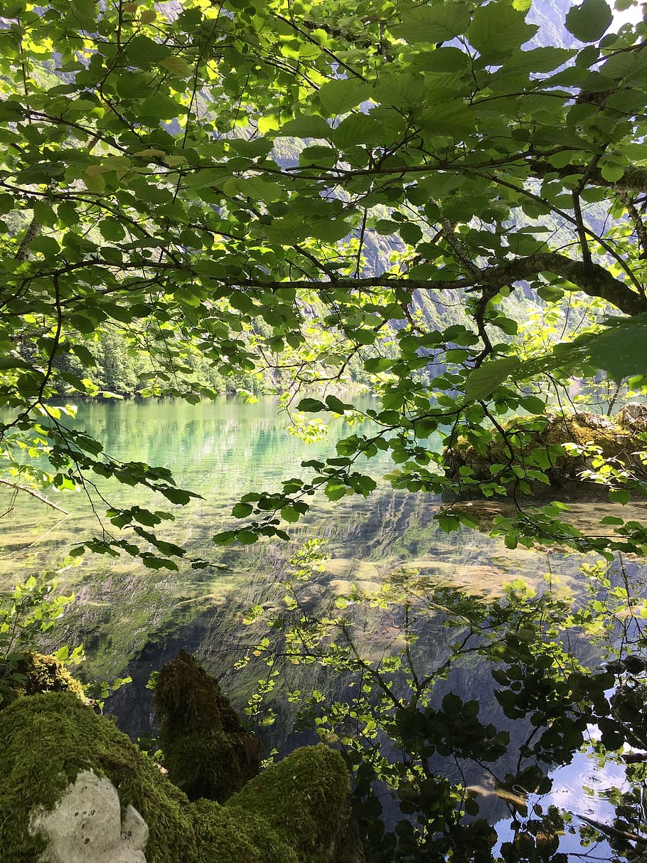 water, mood, mirroring, tree, plant, growth, beauty in nature HD wallpaper
