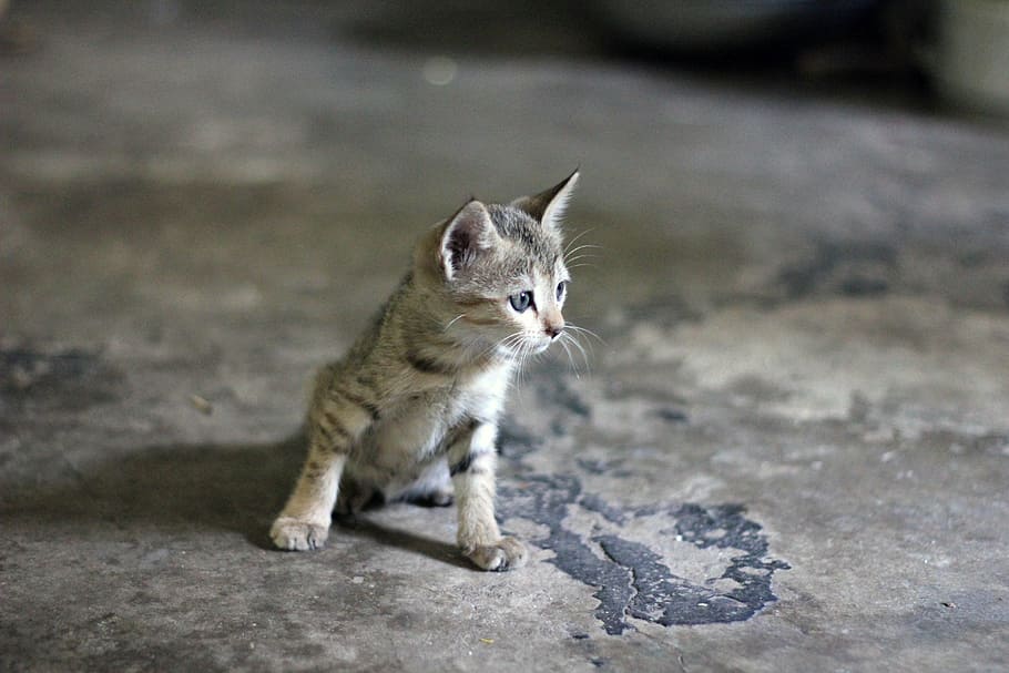 closeup photography of grey tabby kitten, cat, animal, kitty HD wallpaper