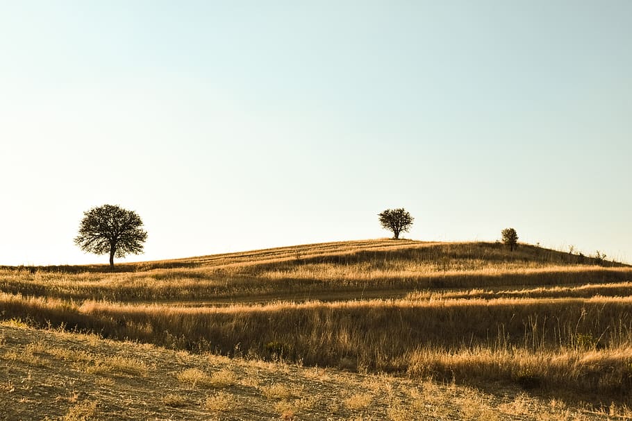 field, tree, sunset, nature, landscape, meadow, rural, afternoon HD wallpaper