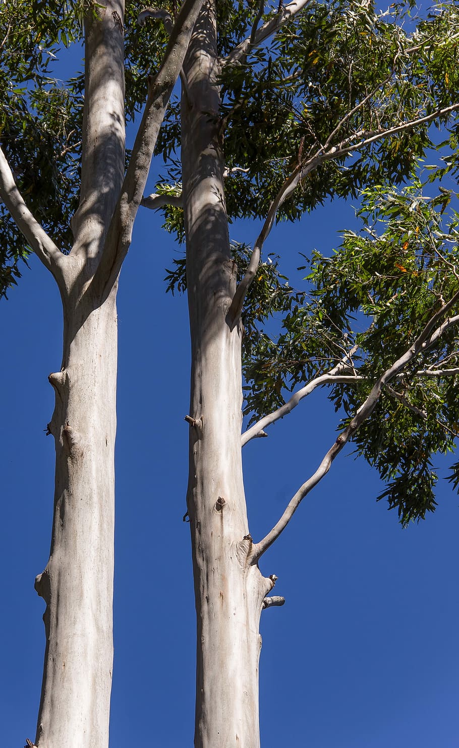 Trees, Rain Forest, Australia, queensland, gum trees, eucalypts HD wallpaper