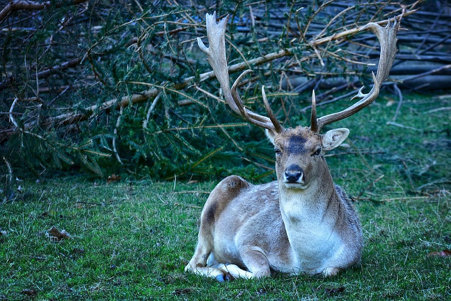 reindeer laying on grass, fallow deer, dama dama, nature, hirsch HD wallpaper