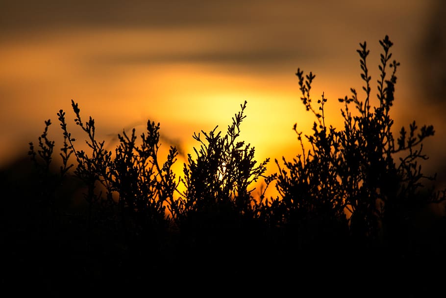 Sunset, Erika, Heather, Orange, yellow, mood, abendstimmung HD wallpaper