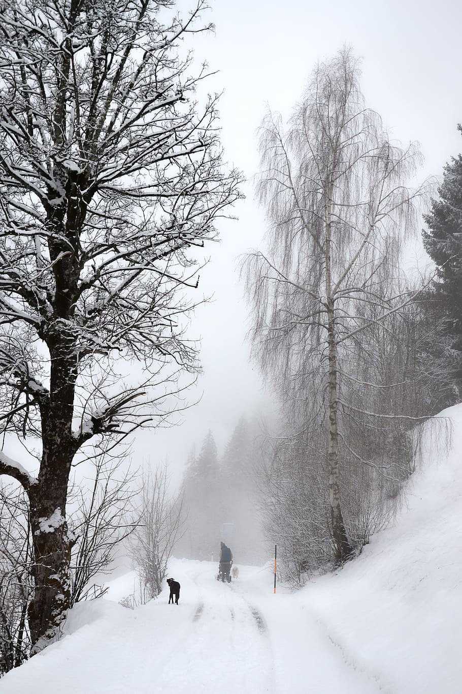 winter, snow, tree, wintry, winter cold, snow magic, fog, frosty HD wallpaper