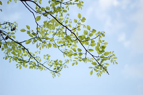 low-angle photography of green leafed tree, Sukoon, branch, sky HD wallpaper