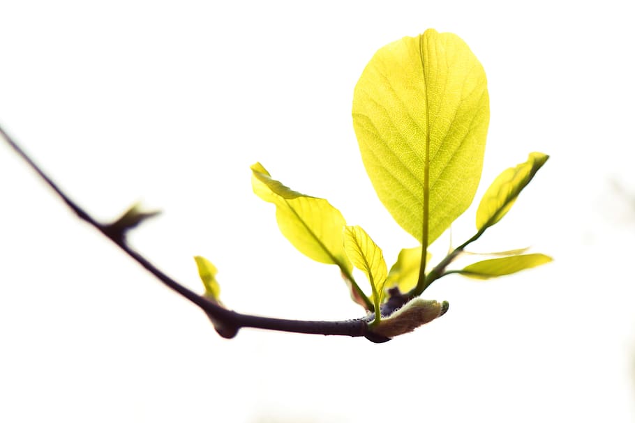 sunshine, leaf, plant, nature, plant part, beauty in nature HD wallpaper