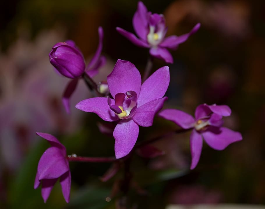 Orchid, Purple, Flower, pink color, petal, focus on foreground HD wallpaper