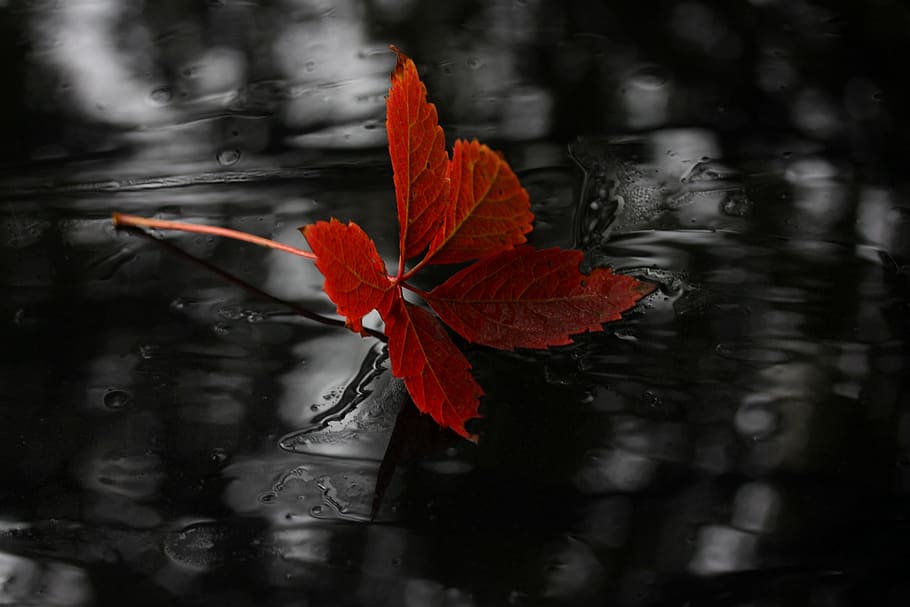 selective focus photo of red leaf, autumn, wet, nature, plant part HD wallpaper