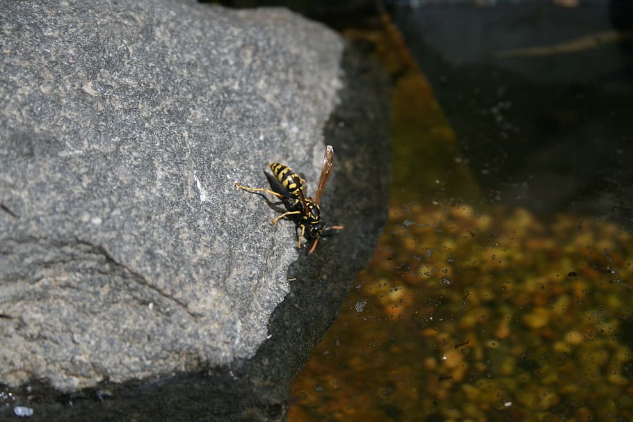 Wasp, Water, Stone, Yellow, grey, black, wet, drink, pond, insect HD wallpaper