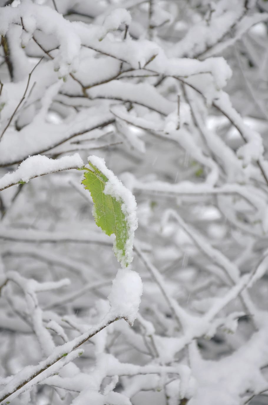 snow, leaf, tree, winter, nature, season, white, cold, bright