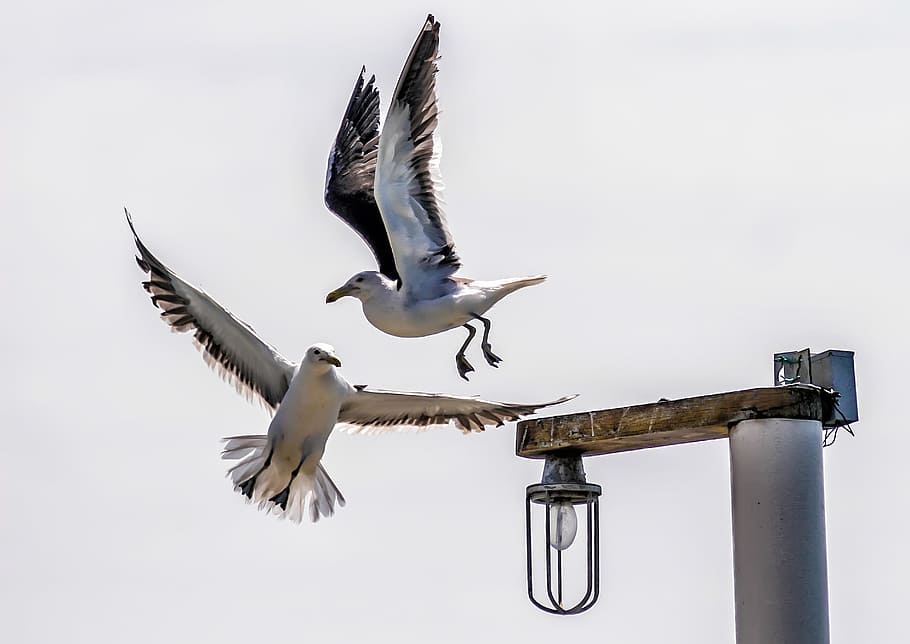 bird, litoral, mar, beach, sky, seagull, tropical birds, orla HD wallpaper