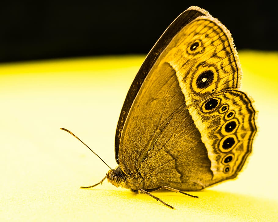butterfly, insect, butterfly - Insect, nature, animal, animal Wing HD wallpaper