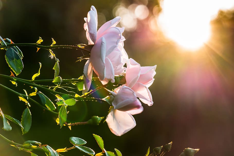 selective focus photography of white roses, sunset, sunbeam HD wallpaper