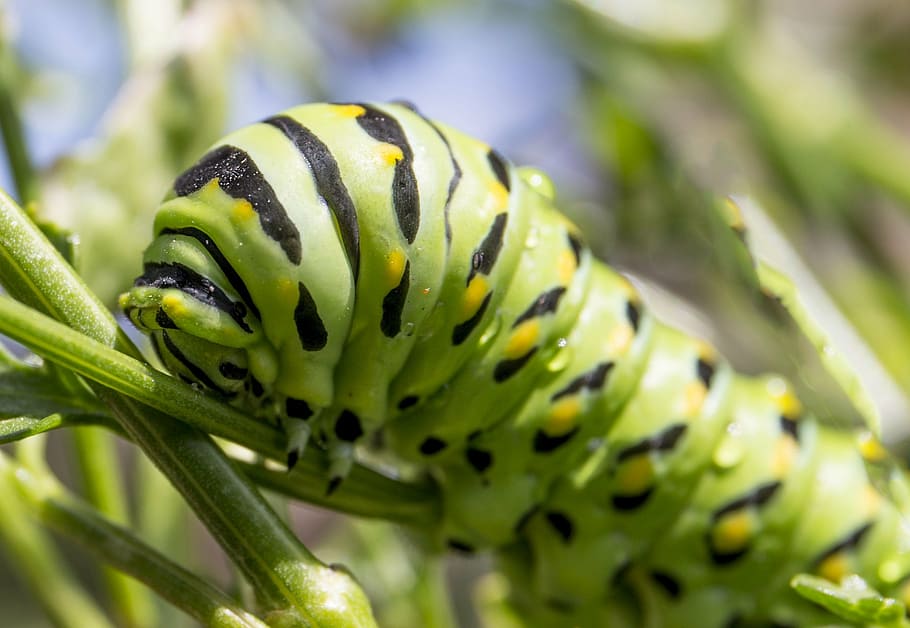 caterpillar, bug, green, moth, larva, animal wildlife, animal themes HD wallpaper