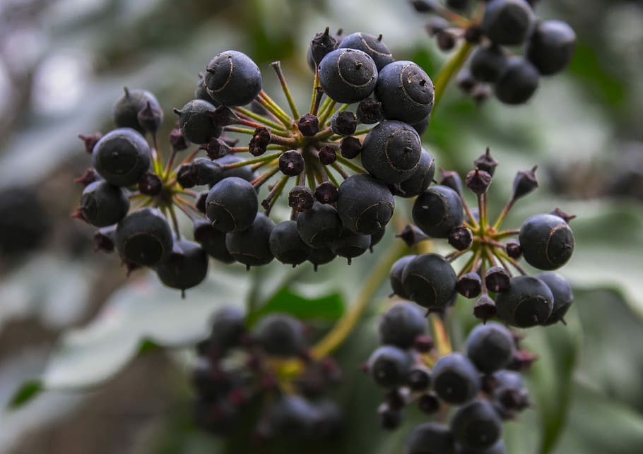 nature, fruit, leaf, berry, healthy eating, food, freshness HD wallpaper