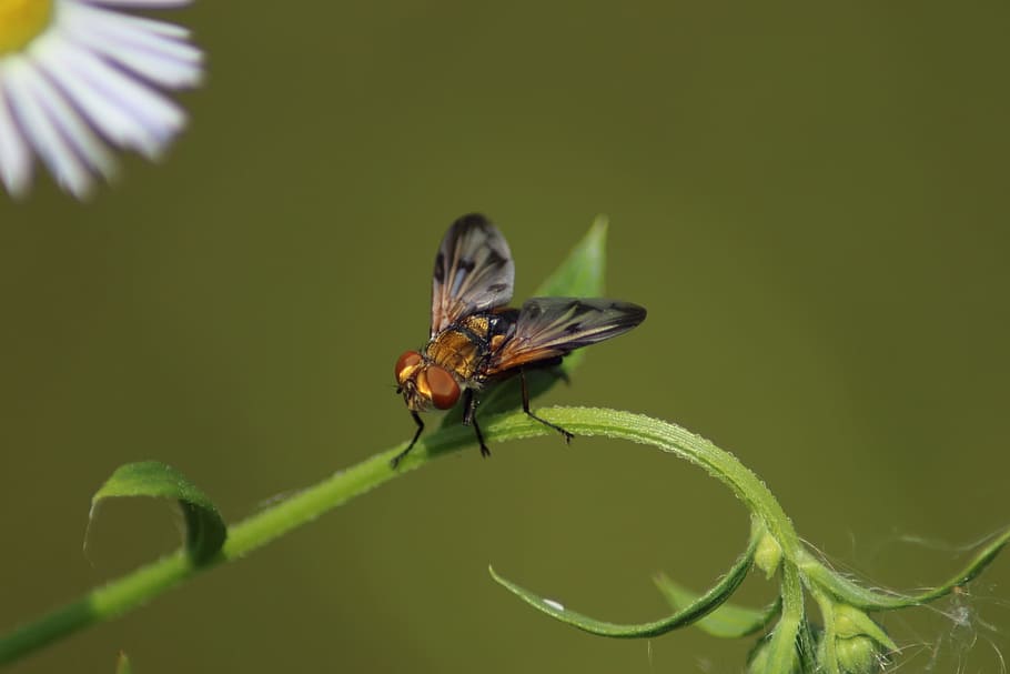 insect, nature, wing, fly, krupnyj plan, living nature, mustache HD wallpaper