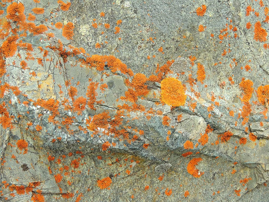 Lichen, Mountain Top, Jasper, Nature, alpine, boulders, flora HD wallpaper