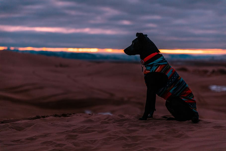 black dog sitting on desert, black labarador retriever sitting on sand HD wallpaper