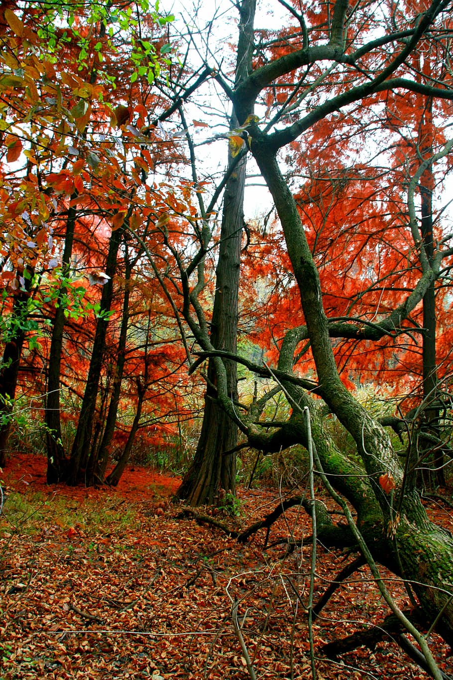 autumn, forest, red, leaves, coloring, landscape, tree, plant HD wallpaper