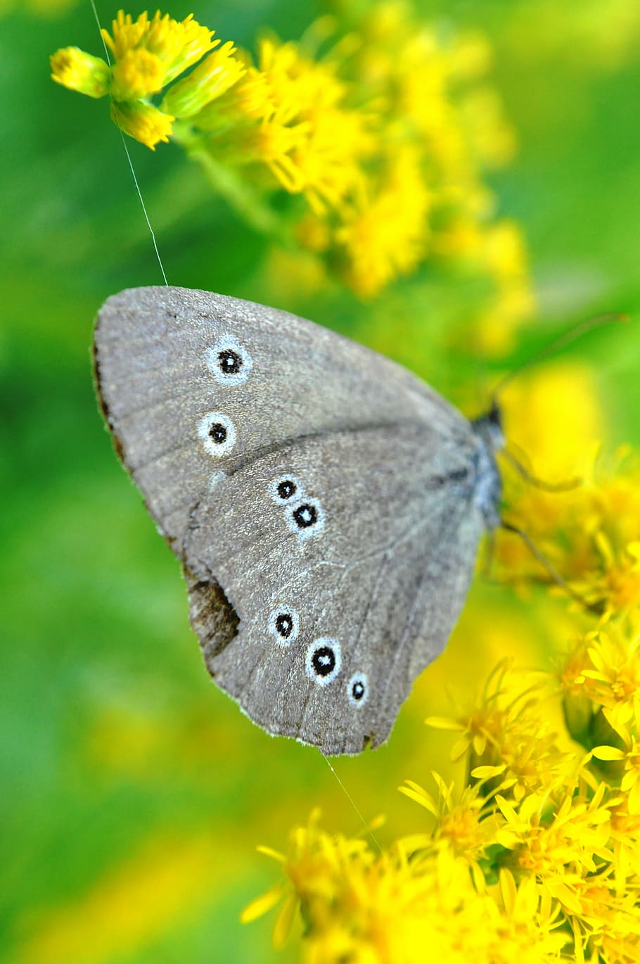 butterfly, gray, summer, flower, flowering plant, close-up HD wallpaper