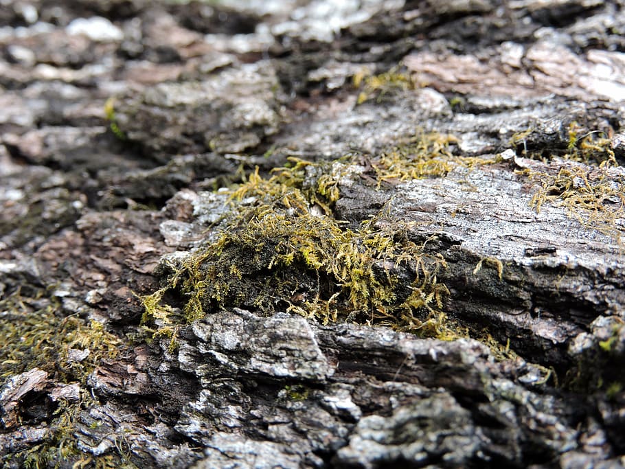 autumn, fall, moss, tree, nature, natural, environment, nature background HD wallpaper