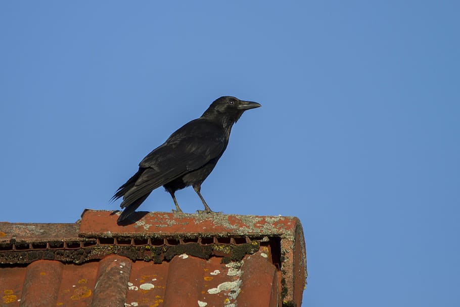 raven, crow, bird, animal, wildlife, animal themes, animal wildlife HD wallpaper