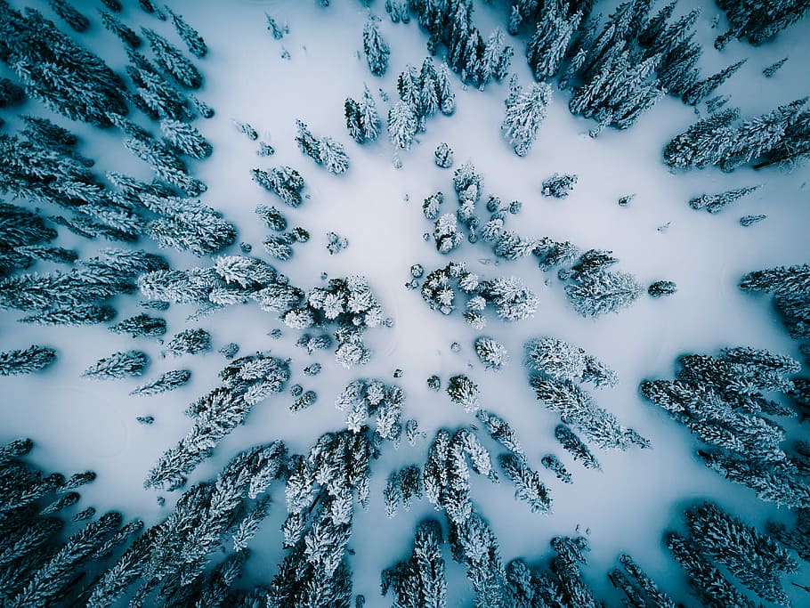 aerial view of snow covered pine trees, aerial photo of pine trees covered by snow HD wallpaper