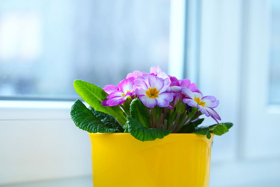 window, primrose, flowerpot, spring, flowering plant, freshness HD wallpaper
