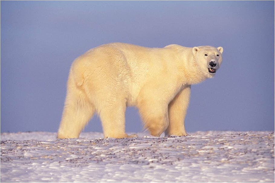 white polar bear, walking, looking, snow, predator, arctic HD wallpaper