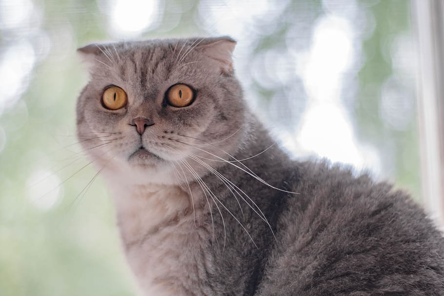 short-coated gray cat, cat cat, view, pets, breed, elegant HD wallpaper