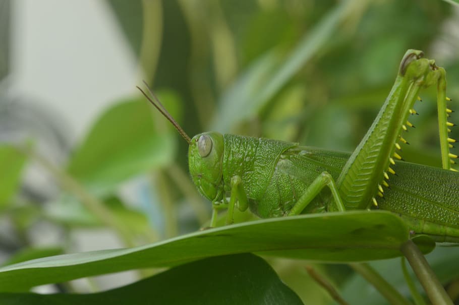 green grasshopper on green grass, selective focus photography of grasshopper on leaf HD wallpaper