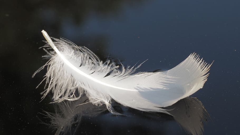 swan, feather, water, animal themes, white color, animal wildlife HD wallpaper