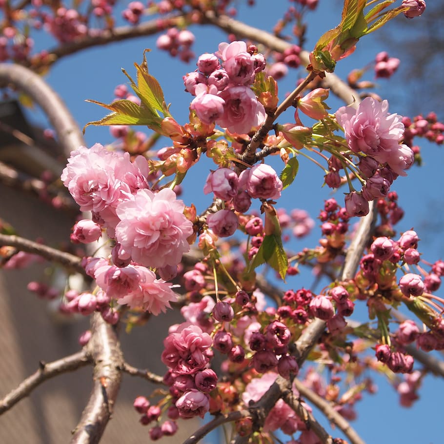 prunus, pink, bloom, spring, blue sky, arc, hang, plant, flower HD wallpaper