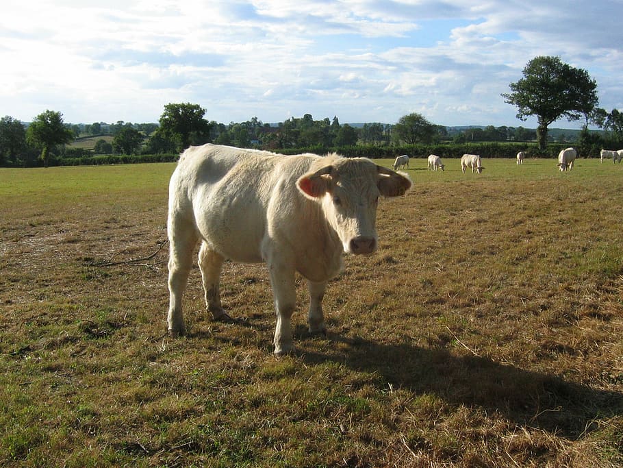 cows, charolais, prairie, agriculture, farm, rural Scene, grass HD wallpaper