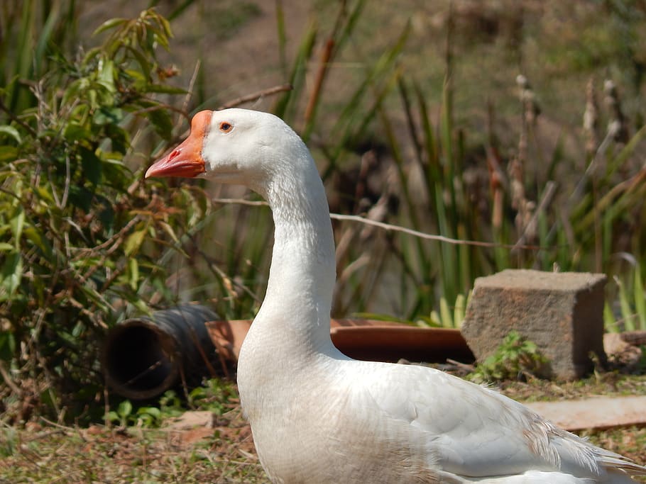 duck, field, birds, animal themes, animals in the wild, animal wildlife HD wallpaper