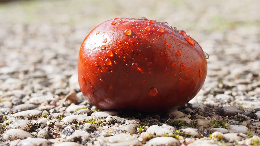 chestnut, macro, autumn, close, food, food and drink, close-up HD wallpaper