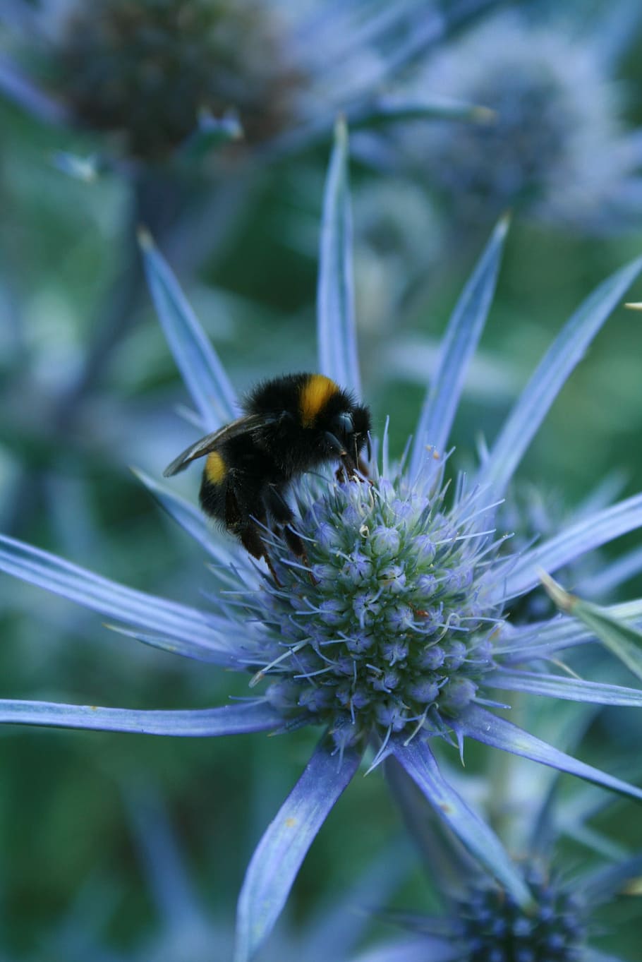 Hummel, Thistle, Insect, Prickly, blue, thistle flower, one animal HD wallpaper