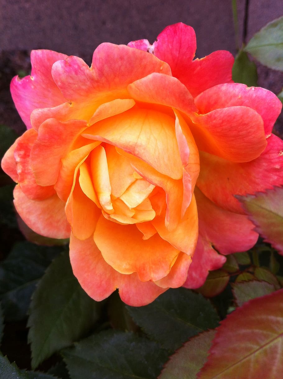 rose, flower, rose bloom, flowering plant, petal, beauty in nature HD wallpaper