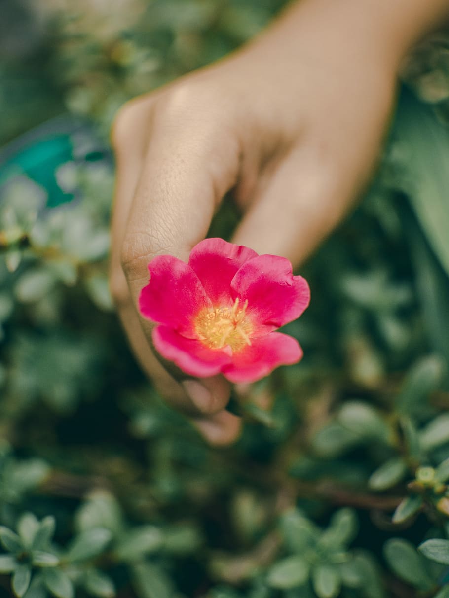 person holding pink petaled flower, person holding red petaled flower HD wallpaper