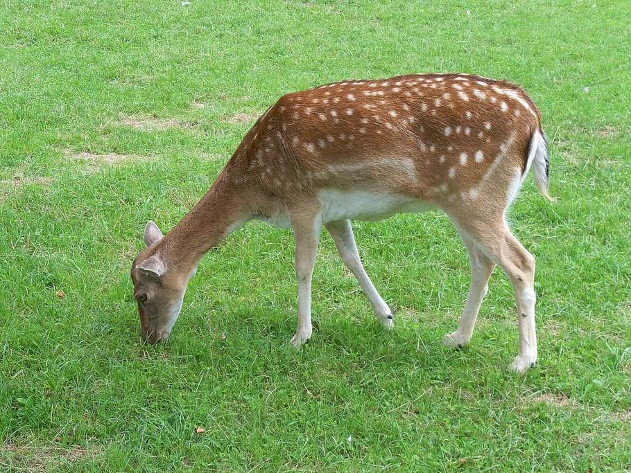 Roe Deer, Nature, Close, grass, one animal, animal themes, no people HD wallpaper