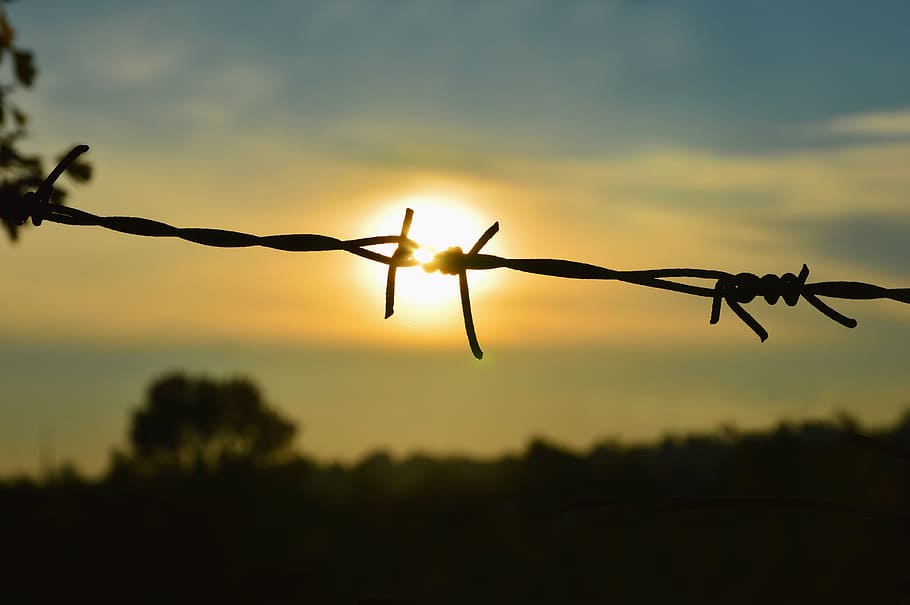 caught, captivity, liberation, rip, sun, wire, fence, barbed Wire, HD wallpaper