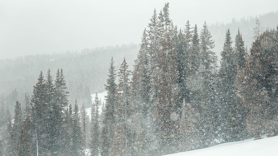 green and brown pine trees in snow season at daytime, pine trees during winter HD wallpaper