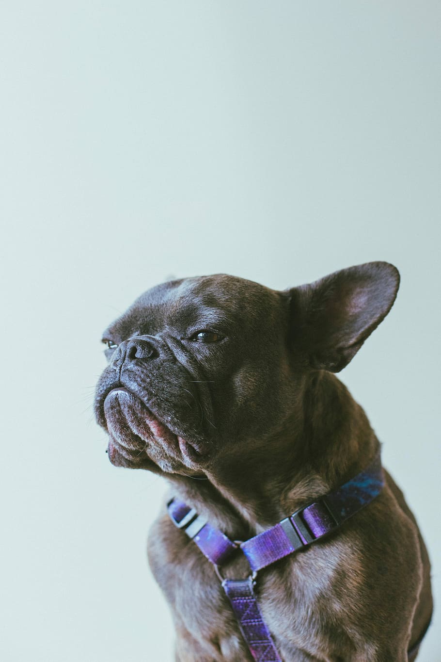 short-coated black dog, adult tan brindle French bulldog with purple harness