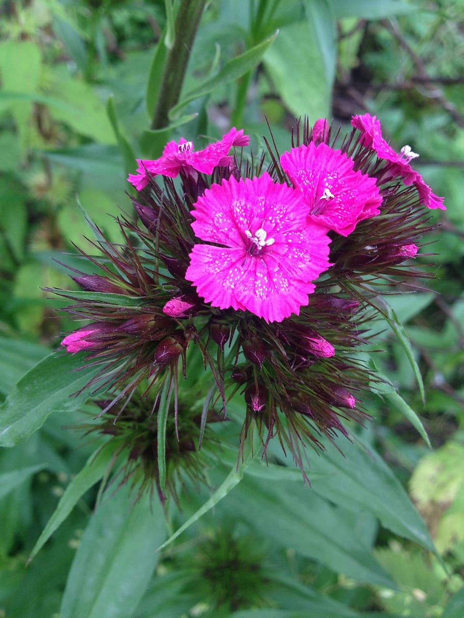 nature, flora, leaf, flower, summer, garden, floral, grass HD wallpaper