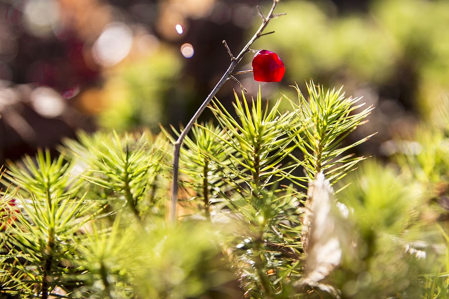 fruit, green, nature, red, plant, selective focus, food and drink HD wallpaper