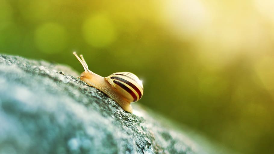 macro photography of beige snail, slug, summer, light, shell HD wallpaper